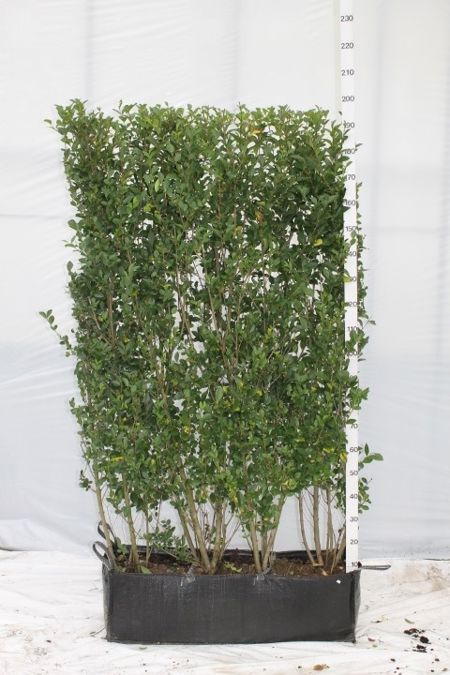 Ligustrum ovalifolium