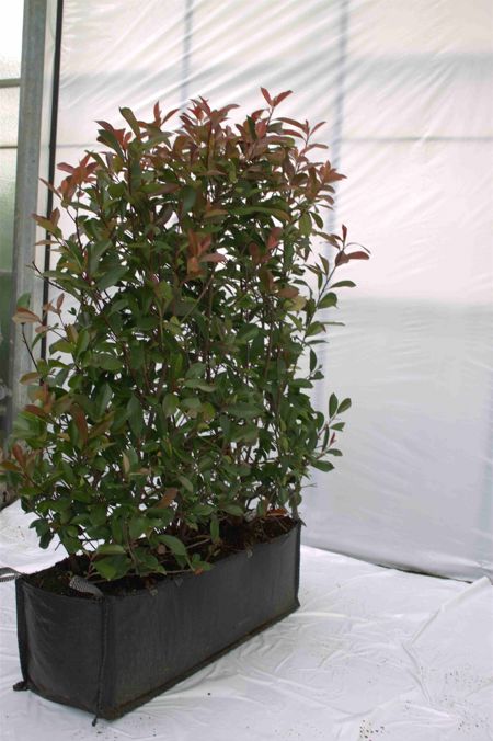 Photinia fraseri Red Robin